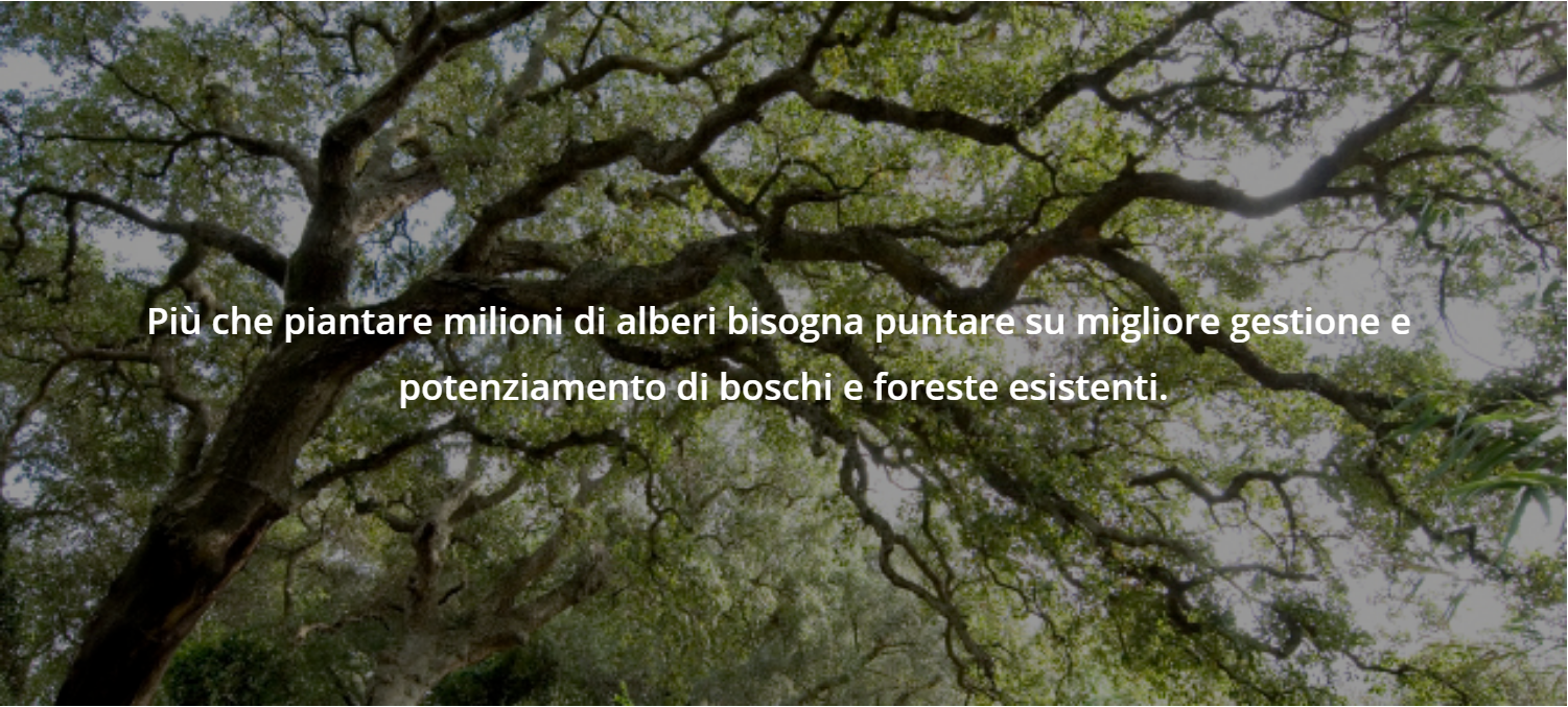 Scopri di più sull'articolo Foreste e veleni