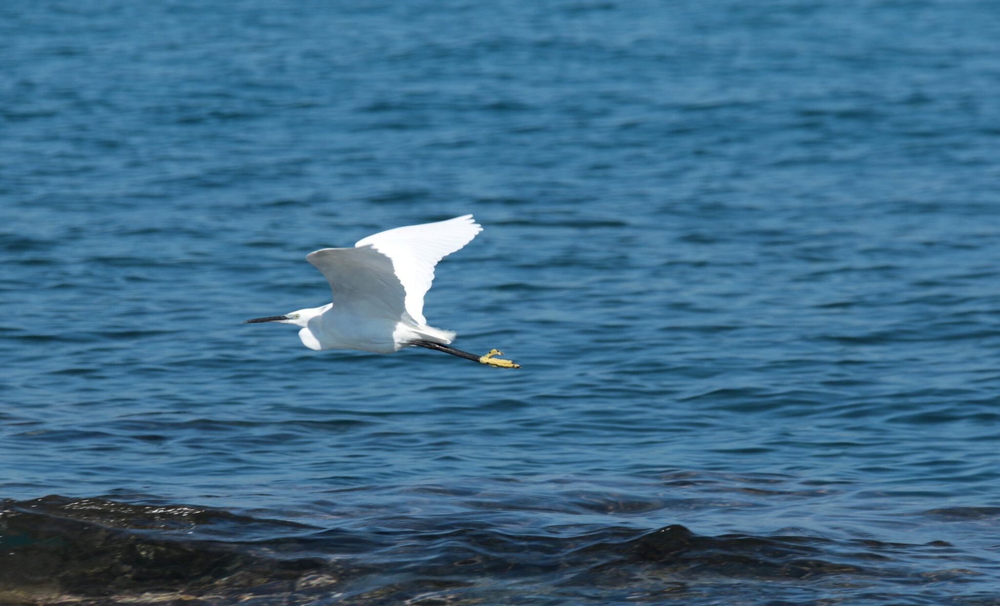 Scopri di più sull'articolo Natura 2000, nelle Zps tutelare tutte le specie di uccelli