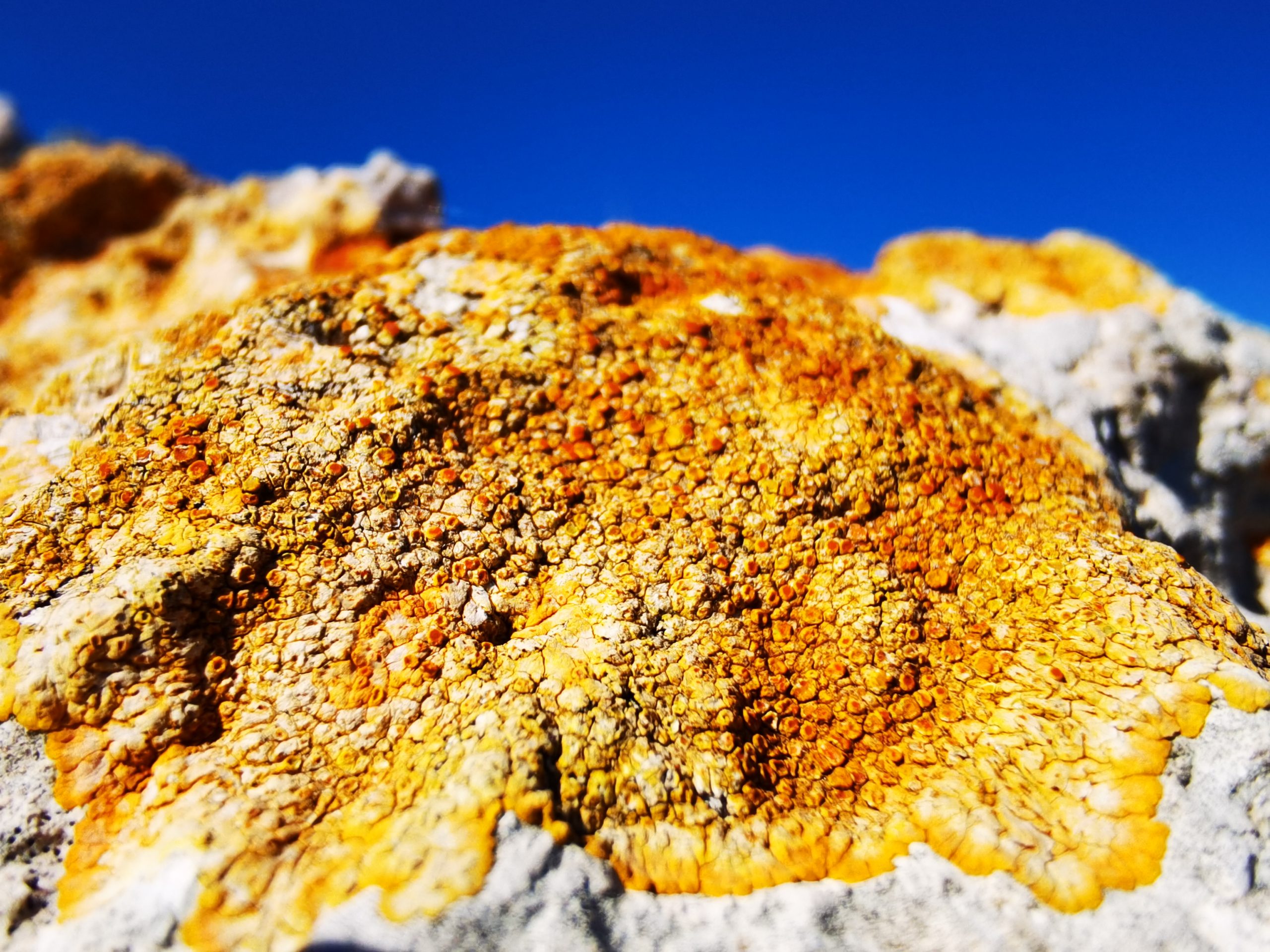 Scopri di più sull'articolo Costa Ripagnola, fronte del paesaggio