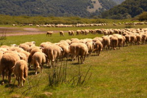Scopri di più sull'articolo La lana al futuro per gli ecosistemi
