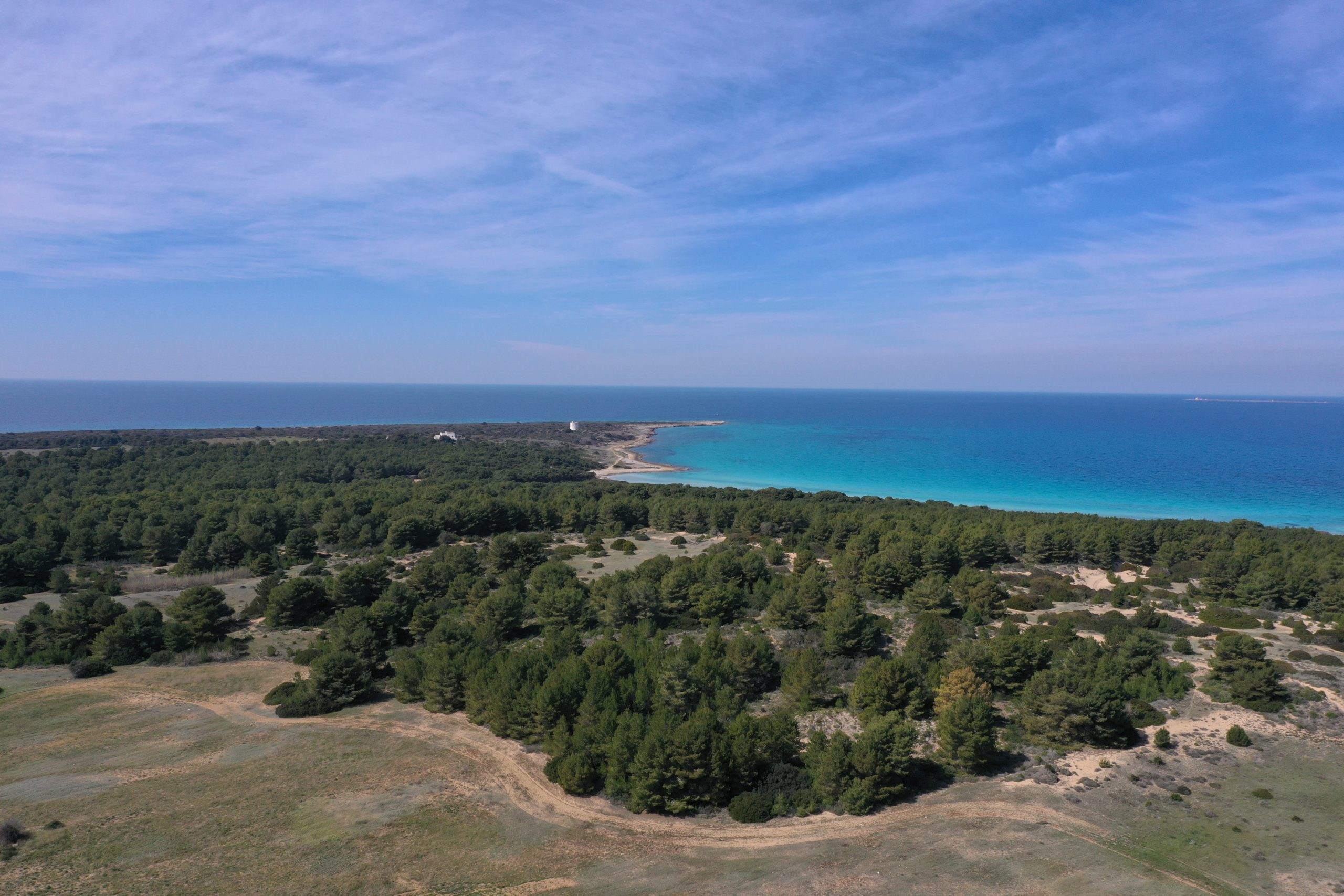 Scopri di più sull'articolo La vendetta del bosco scomparso