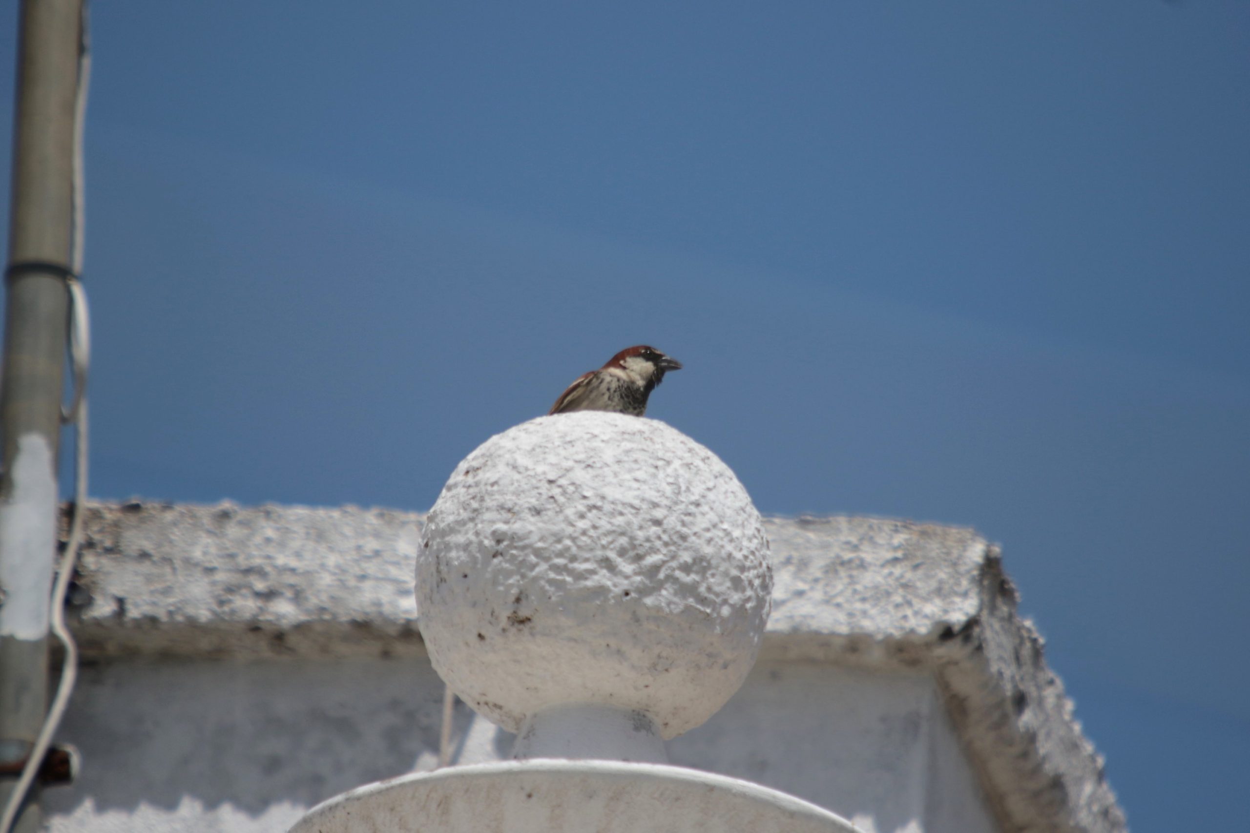 Scopri di più sull'articolo Edilizia, il bonus malus della biodiversità / 2