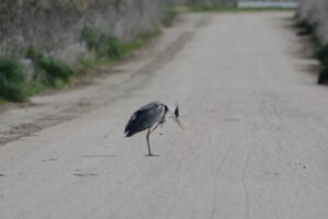 Scopri di più sull'articolo L’airone, Covid-19 e la salute globale ignorata