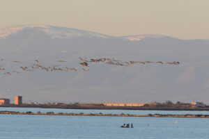 Scopri di più sull'articolo Biodiversità e il suo contrario a fine anno in Puglia