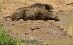Scopri di più sull'articolo Peste suina africana, i rischi da non correre