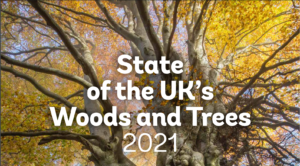 Scopri di più sull'articolo Gli alberi di The Queen e quelli nostri