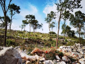 Scopri di più sull'articolo Che tipi questi tipi forestali