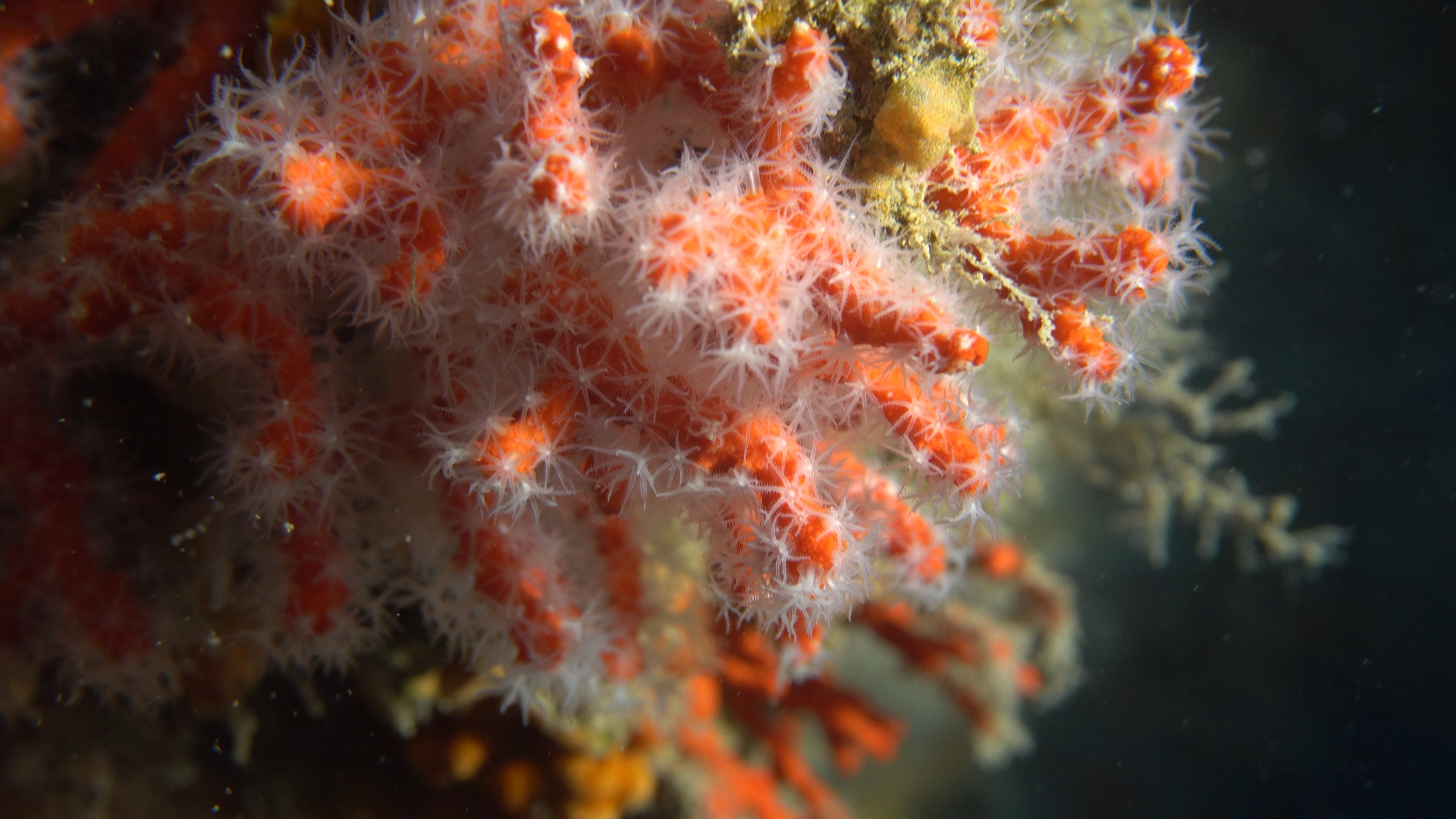 Al momento stai visualizzando SOS per il corallo rosso pugliese