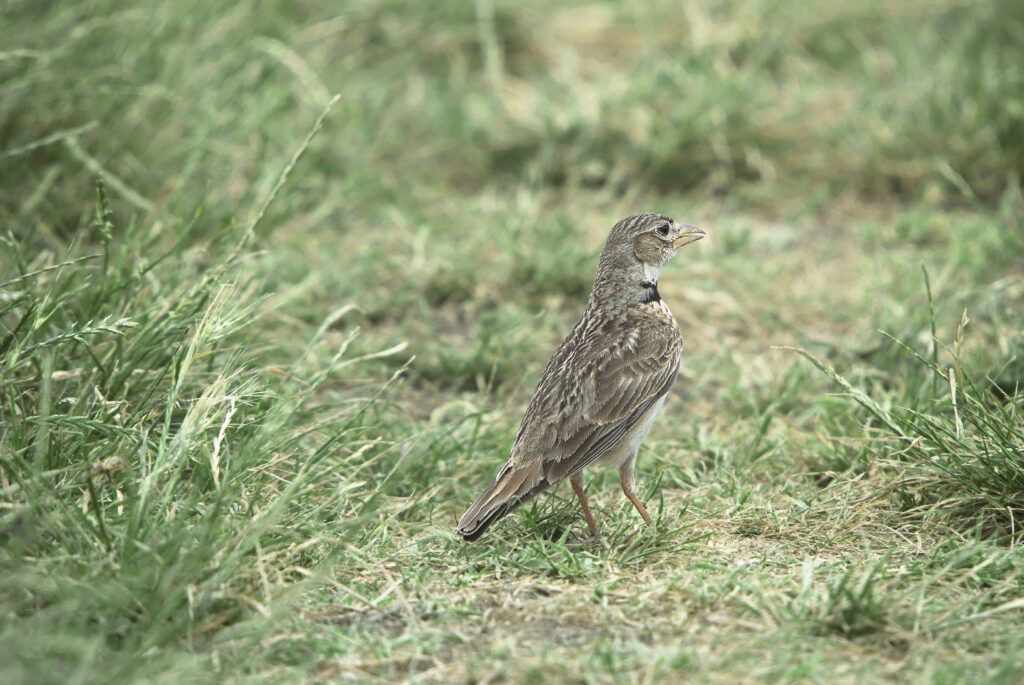 Calandra (Melanocorypha calandra) - Foto di Antonio Sigismondi