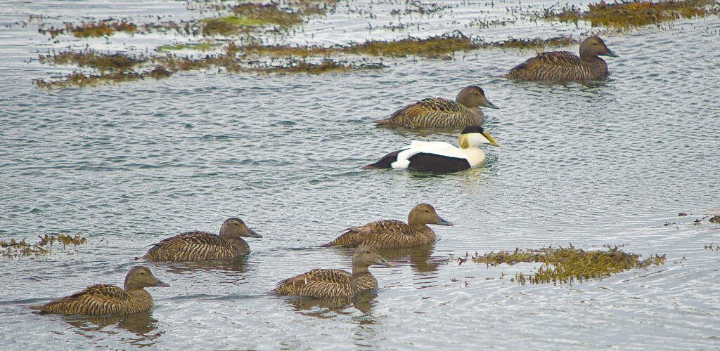 Edredone (Somateria mollissima) - foto di Antonio Sigismondi
