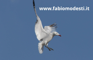 Scopri di più sull'articolo Gli articoli del blog più letti nel 2025