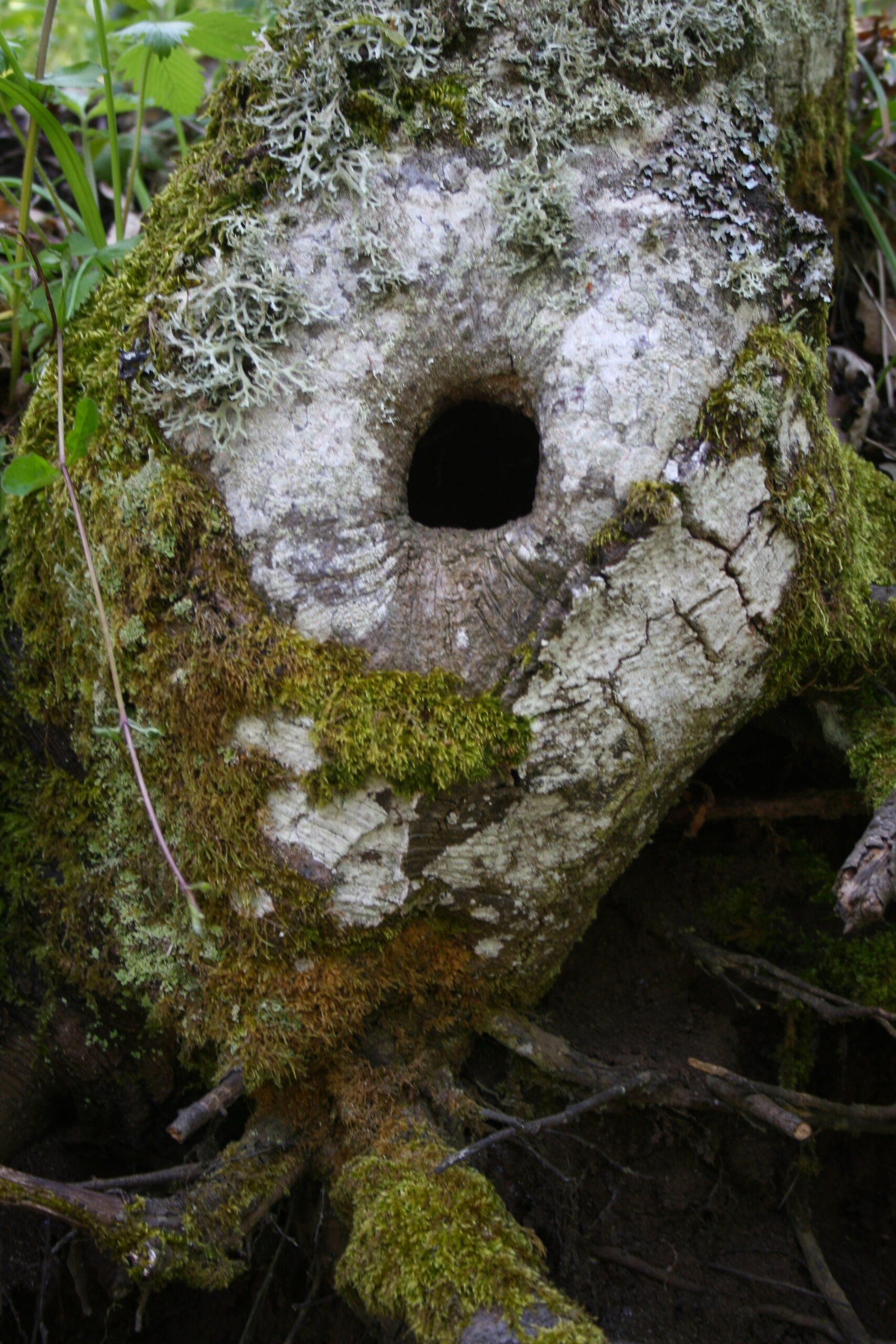Scopri di più sull'articolo Europa, il piombo nella foresta (e nella testa)