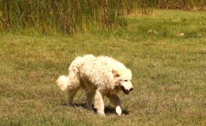 Scopri di più sull'articolo Lupi: contro le predazioni un solo amico, abruzzese