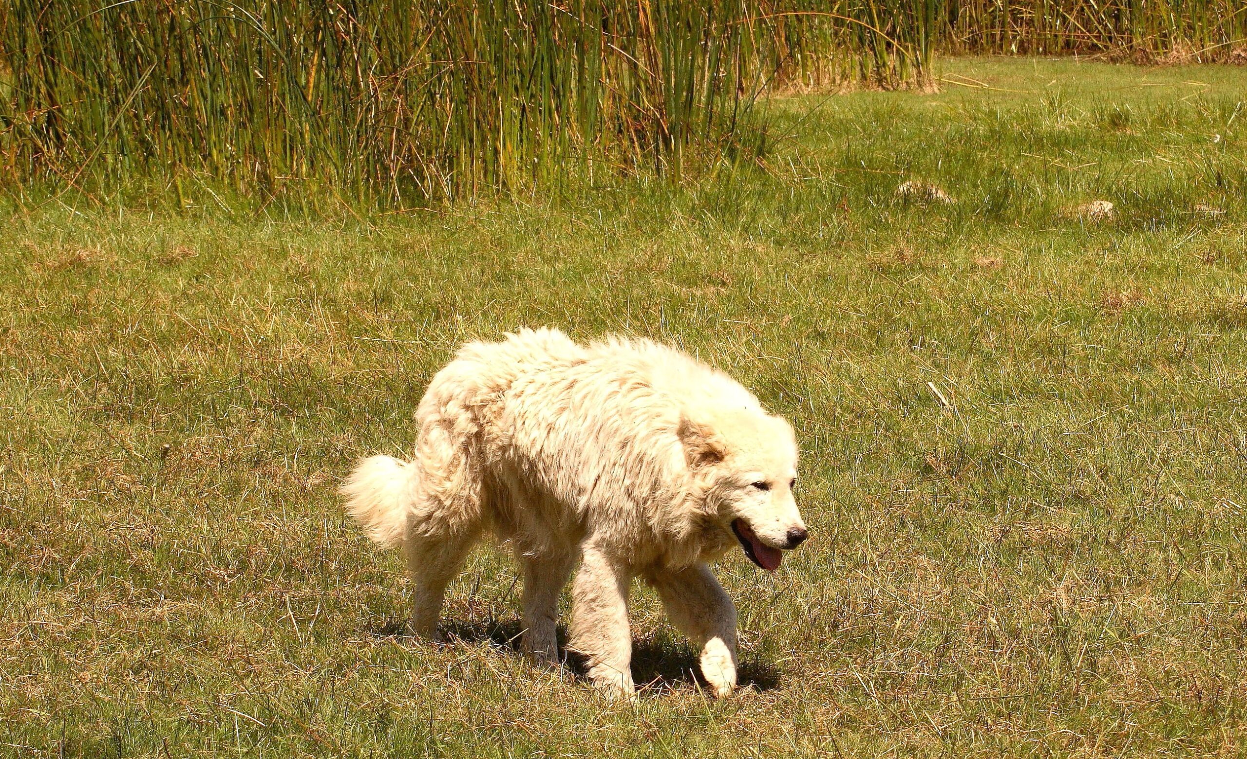 Scopri di più sull'articolo Lupi: contro le predazioni un solo amico, abruzzese