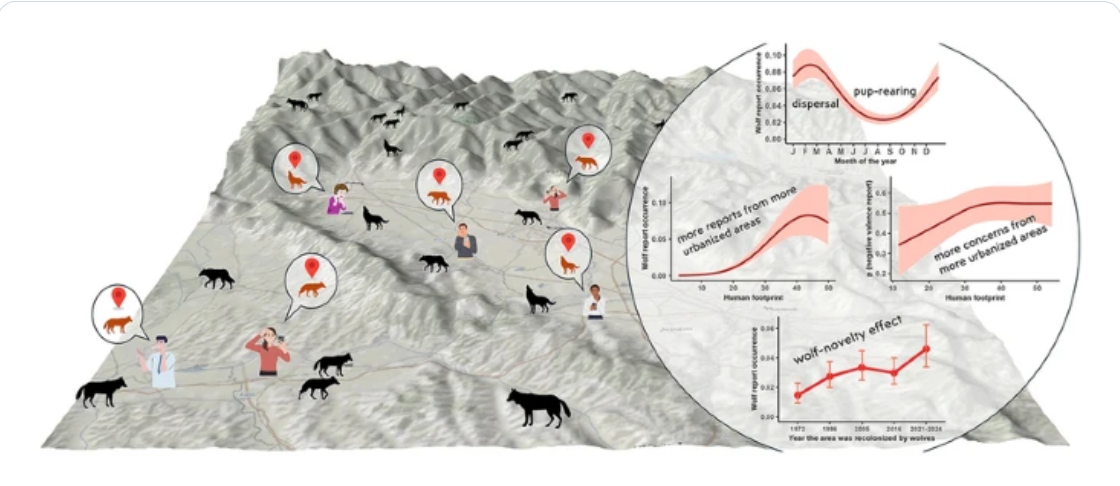 Scopri di più sull'articolo Lupi e uomini, in Toscana preoccupazioni al telefono