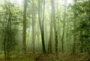 Scopri di più sull'articolo Foresta Umbra: immersi nel cuore verde di Puglia con le fotografie di Alberta Zallone