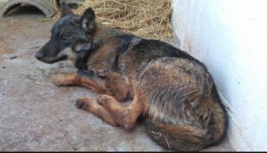 Scopri di più sull'articolo Lupi, in Italia ibridazione a gogò con i cani