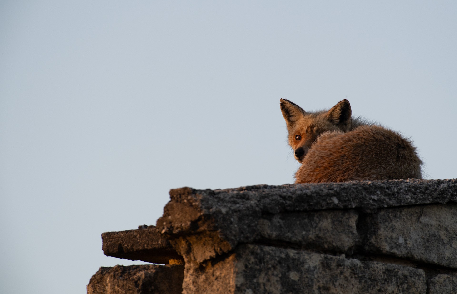 Scopri di più sull'articolo Volpe rossa non avremo il tuo scalpo