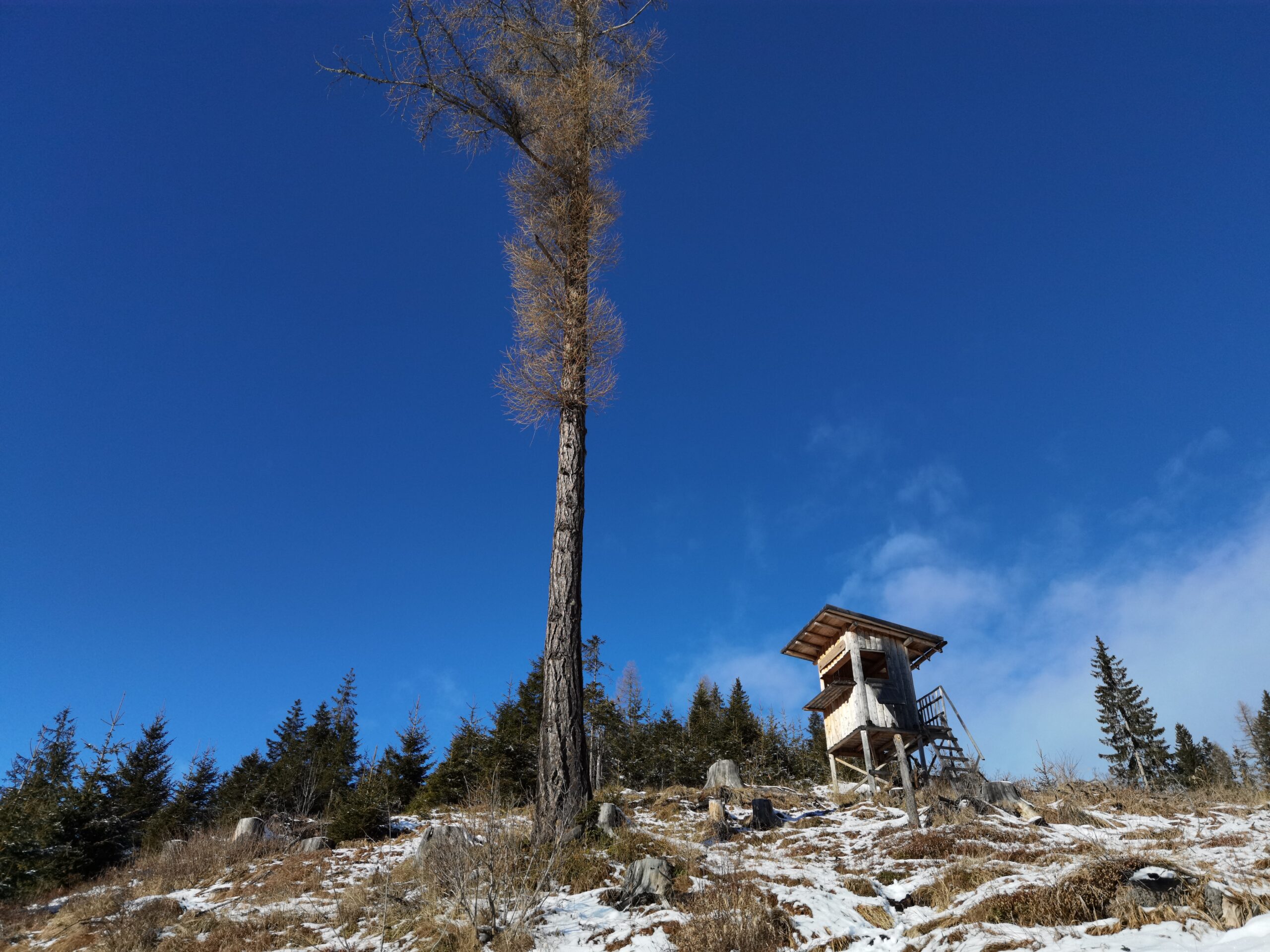 Al momento stai visualizzando Foreste, la monocoltura fa danni immensi