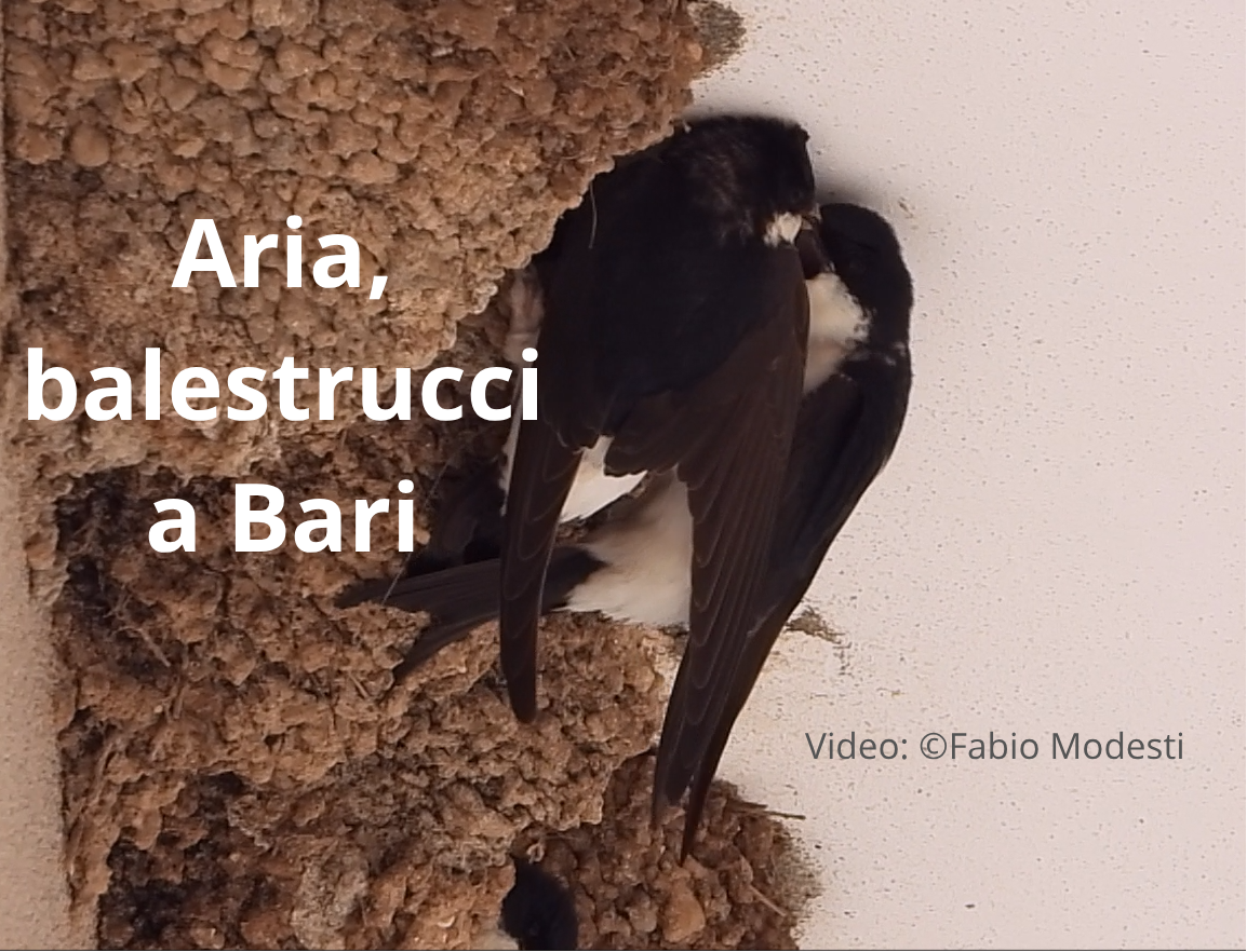 Al momento stai visualizzando Aria, balestrucci a Bari