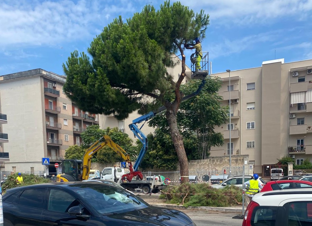 Al momento stai visualizzando Il Brt e i suoi report ambientali – VERDE FINITO SOTTO I BUS RAPIDI